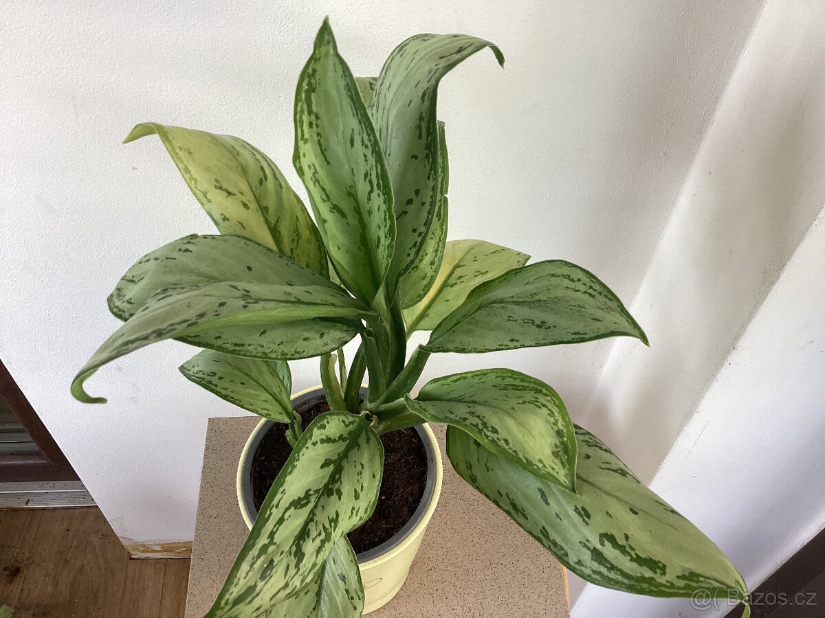 Aglaonema Silver