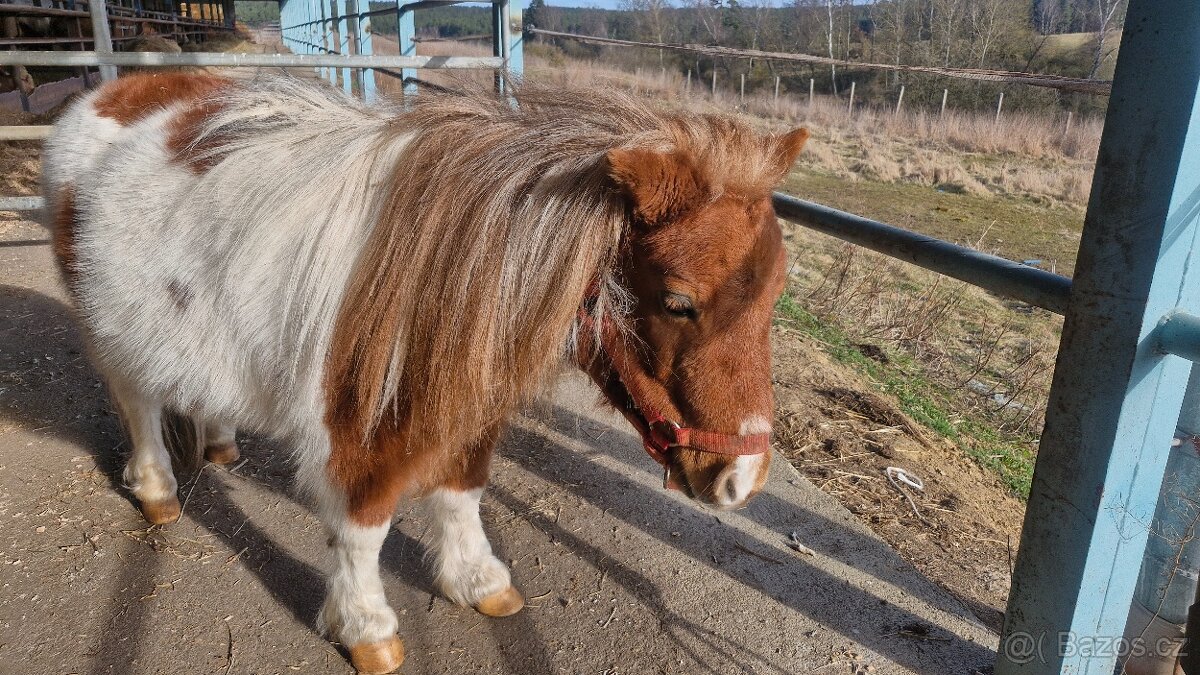 Shetlandský pony