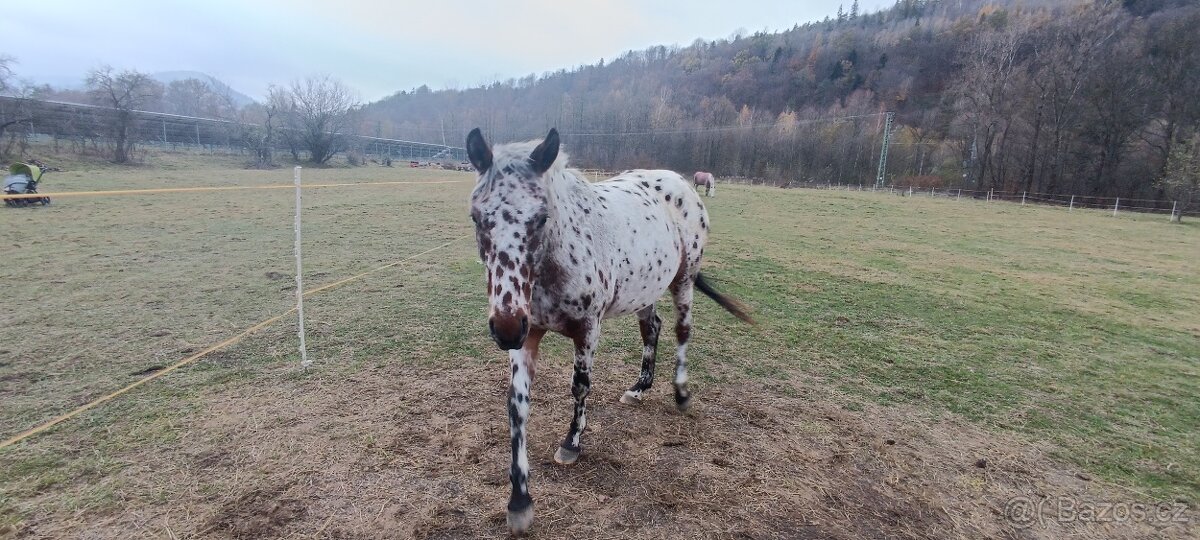 Prodám (v rezervaci)