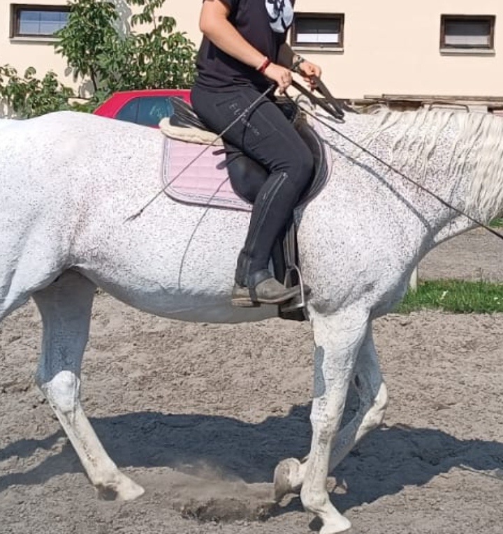 Podsedlová dečka pony