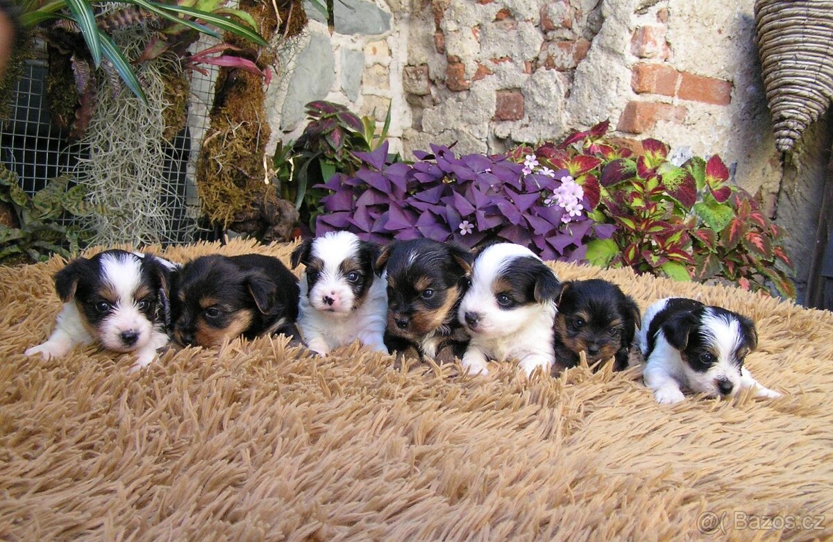 Biewer Yorkshire Terrier a Spaltbiewer štěňátka