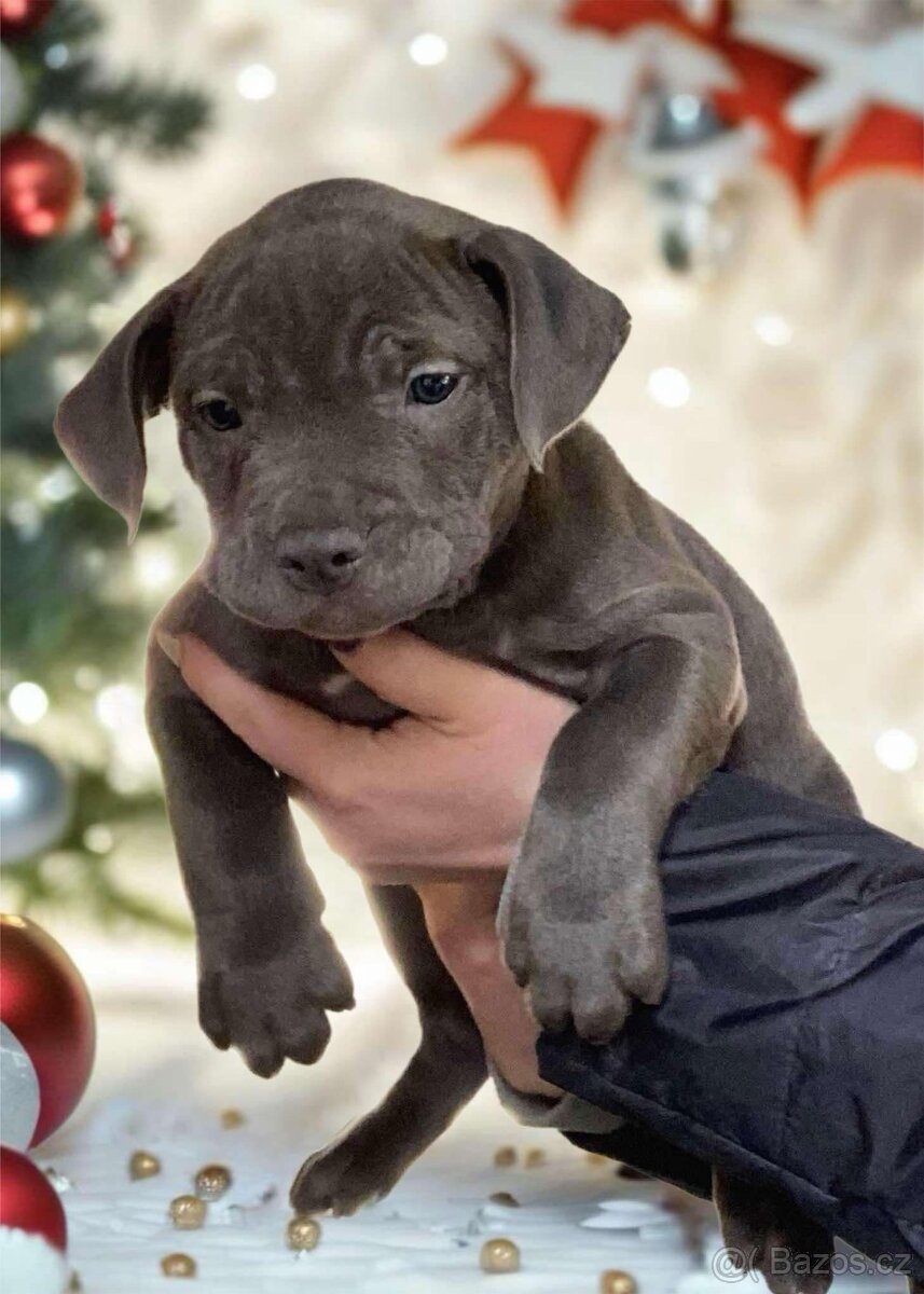 American Bully XL - již k odběru