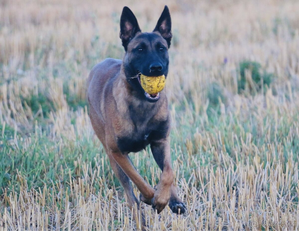 Belgický ovčák malinois s PP