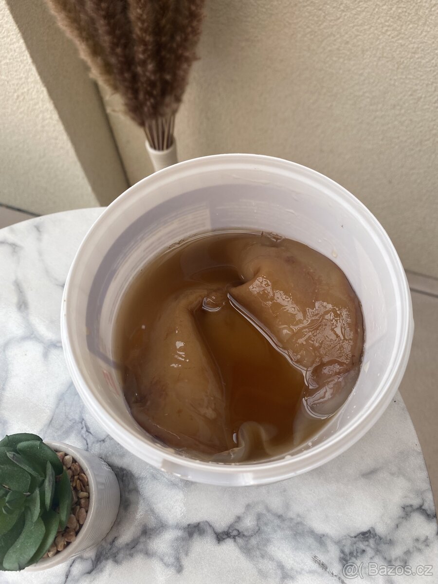 Kombucha