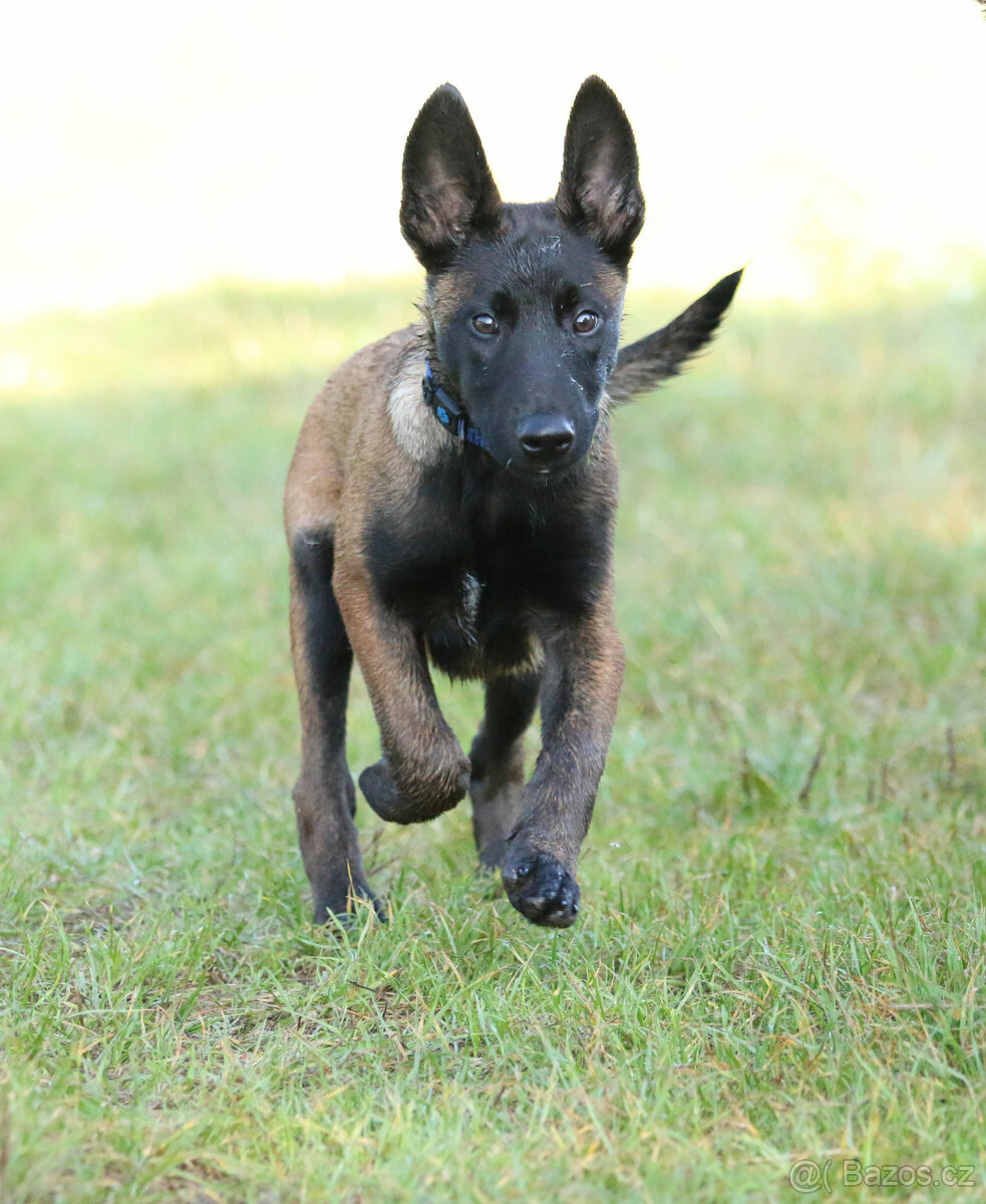 Belgický ovcák Malinois pejsek