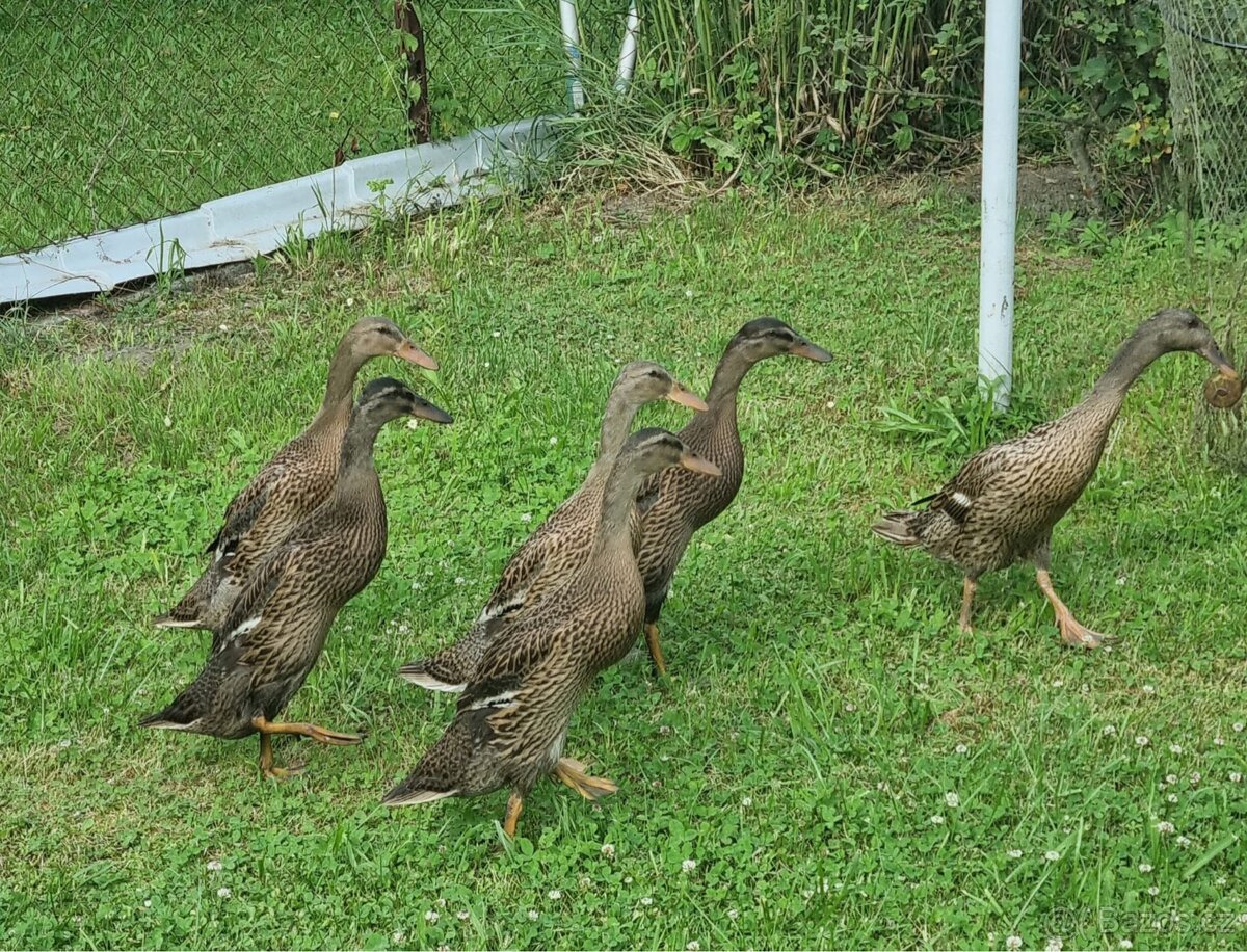 Indický běžec