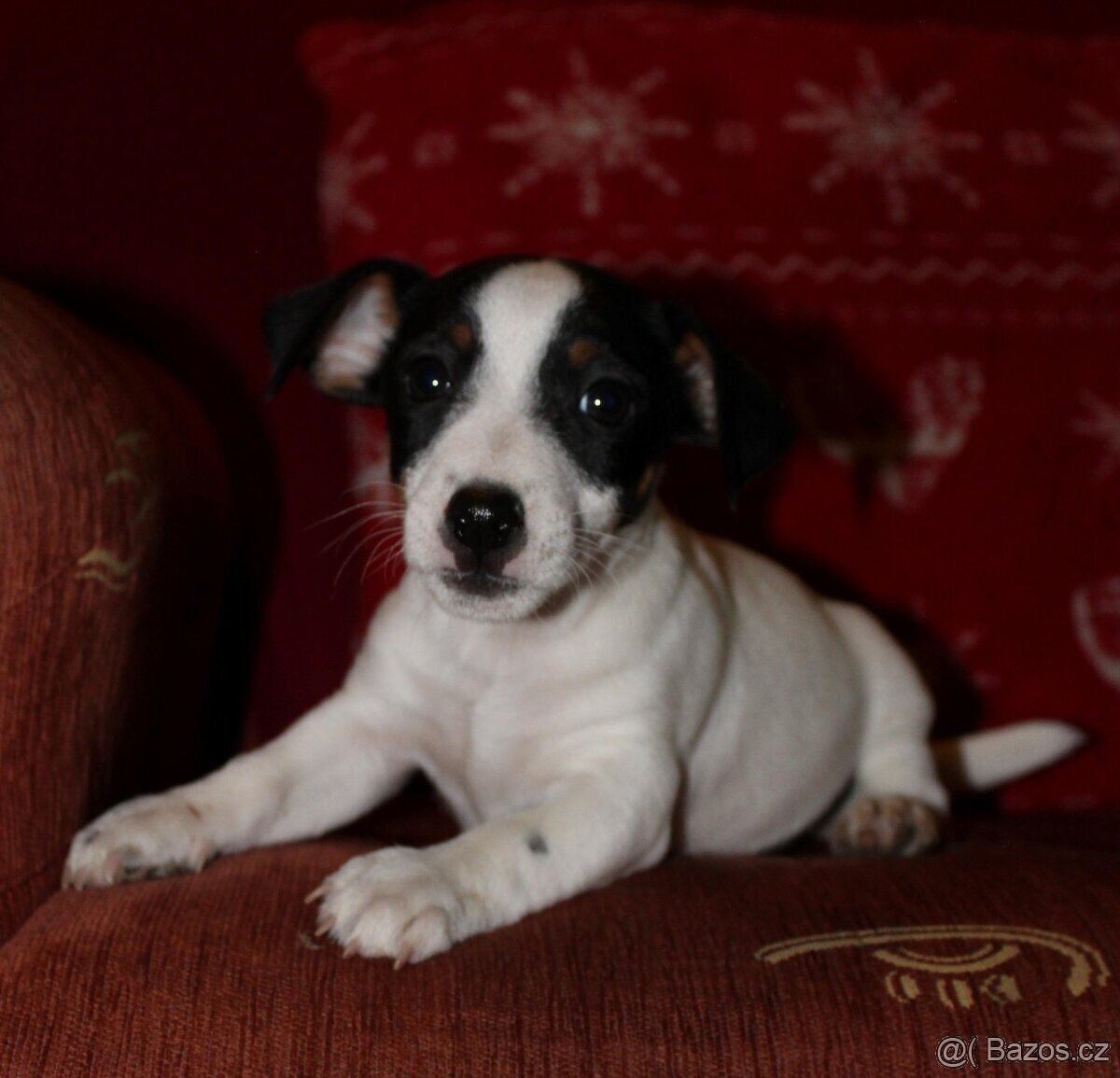 Jack Russel terier, kouzelná dvě štěňátka