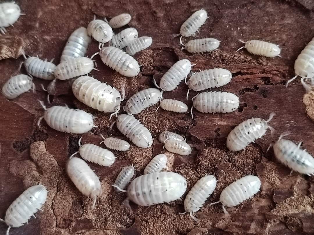 Armadillidium vulgare magic pottion