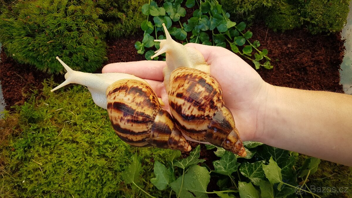 Afričtí šneci Lissachatina reticulata Albino body