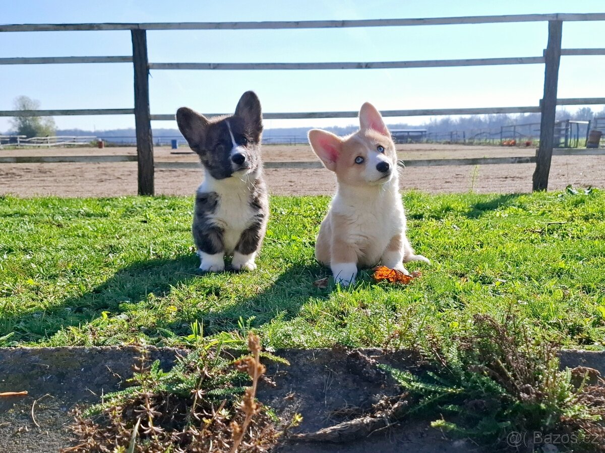 Welsh corgi pembroke