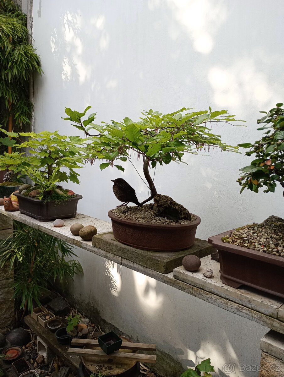 Buk lesní (Fagus sylvatica) bonsai