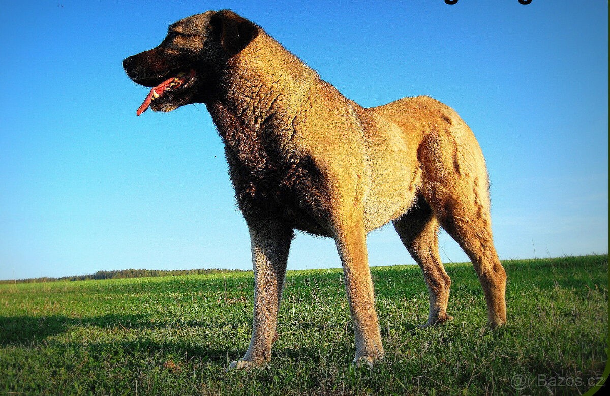 Kangalský pastevecký pes s PP