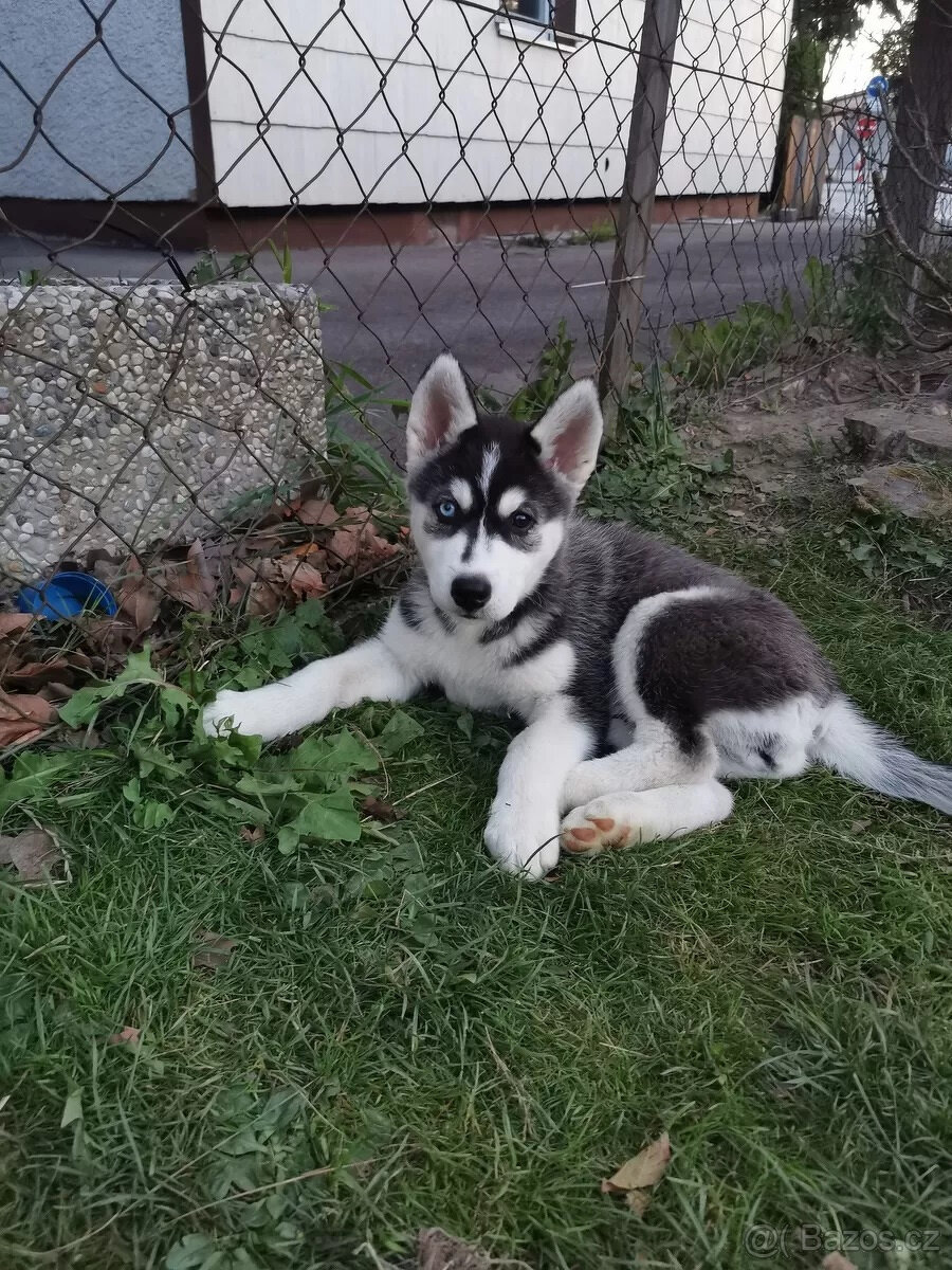 Kupte si štěňata sibiřského huskyho.