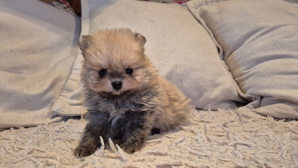 Pomeranian čistokrevná holka creme sable