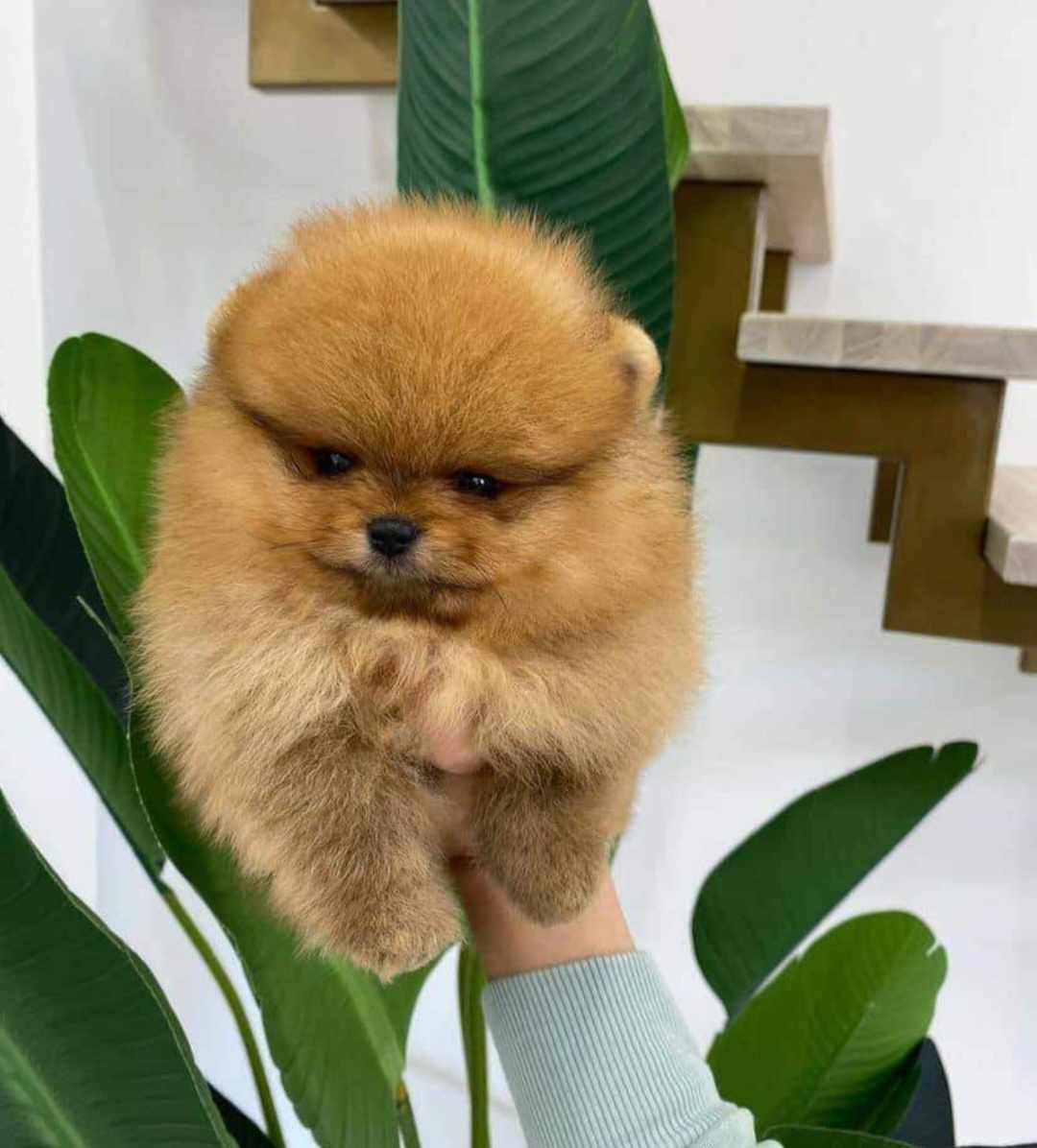 Pomeranian Boo