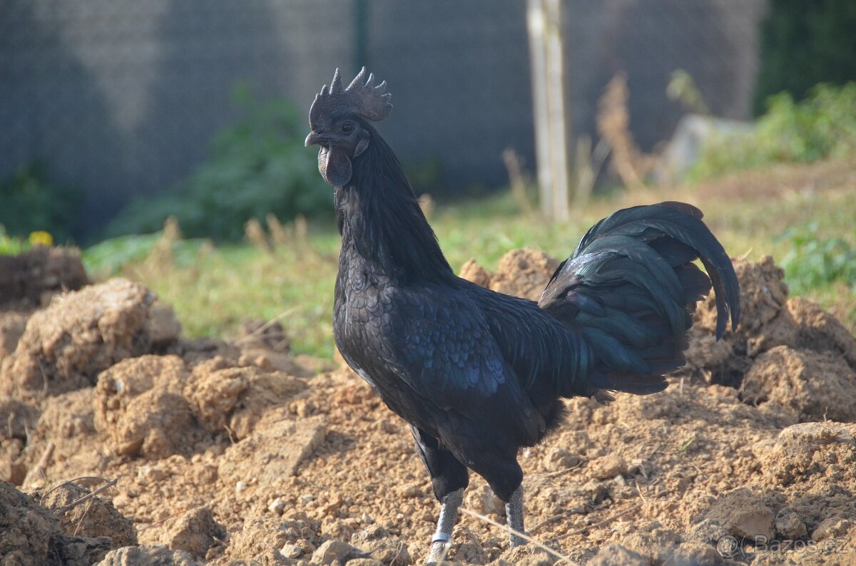 Ayam Cemani kohouti