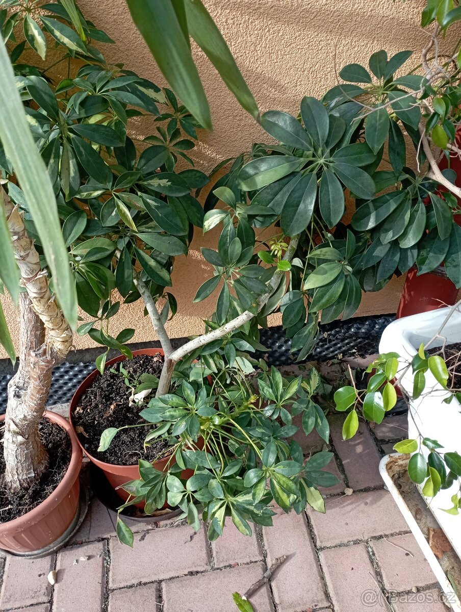 Schefflera