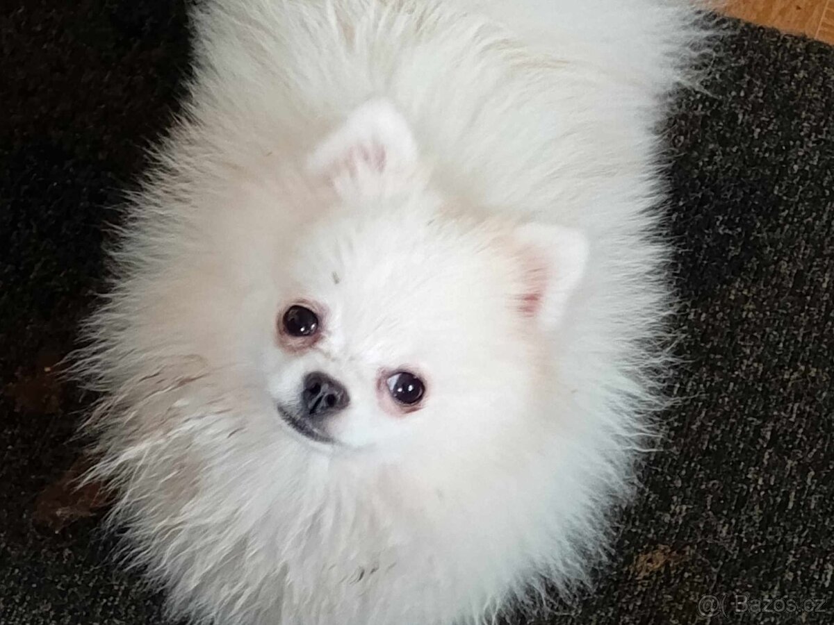 Luxusní Fenečka Pomeranian Mini - pouze na mazlíčka