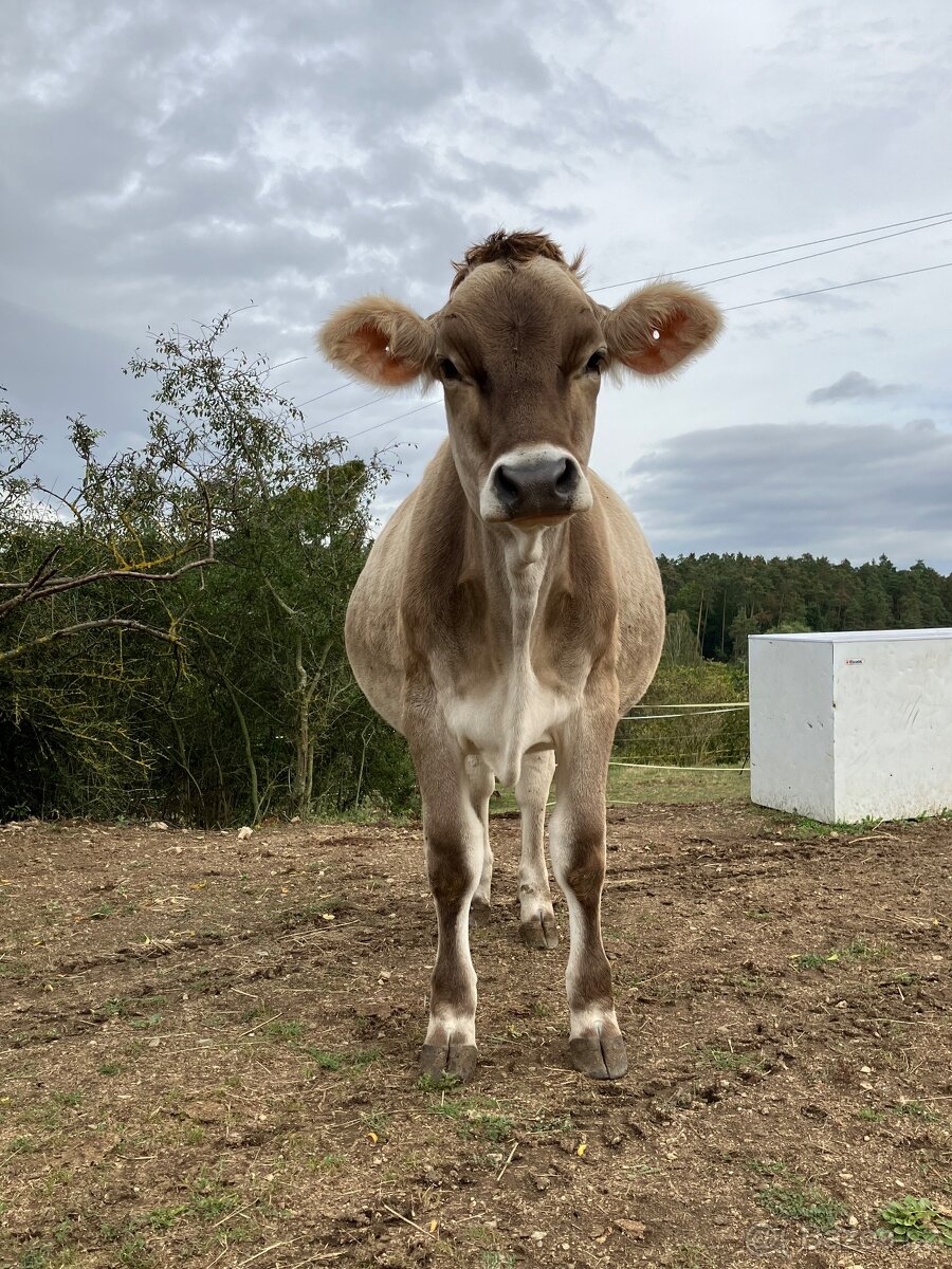 Brown swiss jalovice