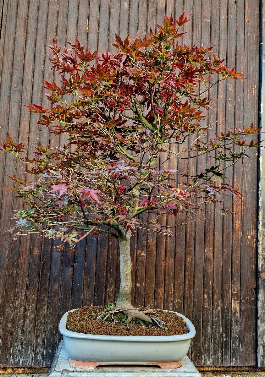 Bonsai, Bonsaj - Acer palmatum 1