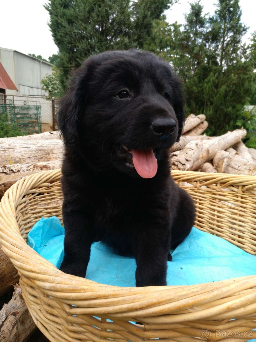 Prodam štěňata Labradorsého retrivra,čistokrevna