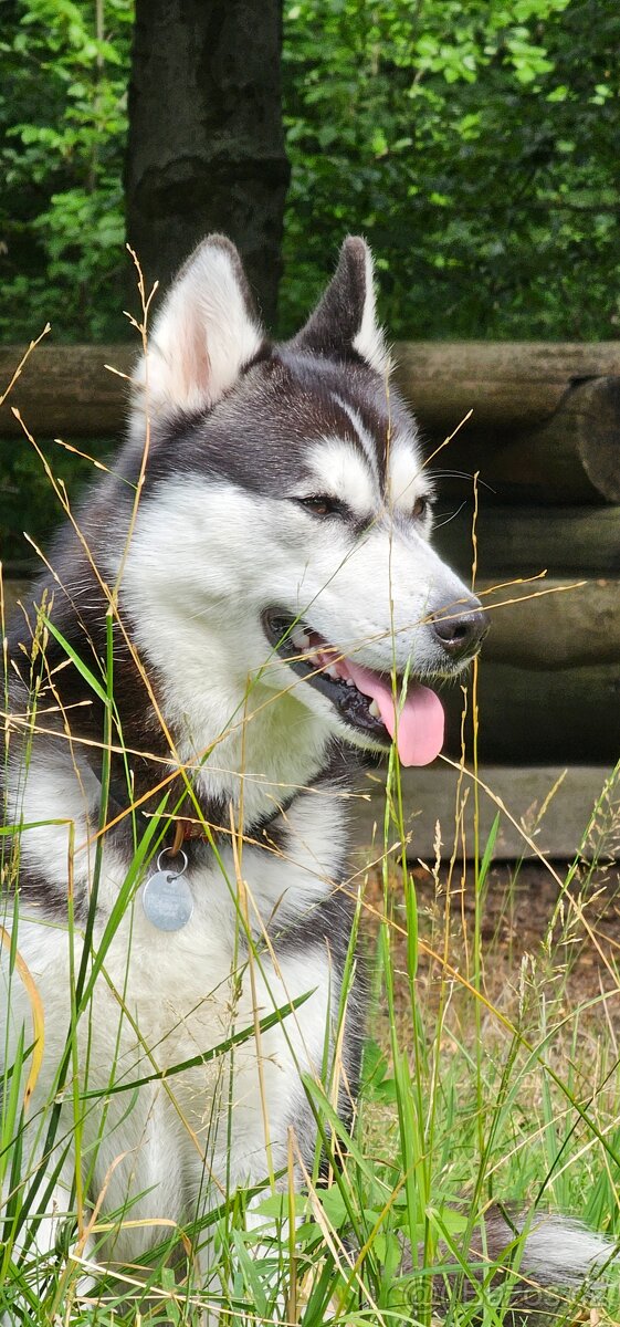 Daruji náhradní rodině dvouletou fenečku Husky