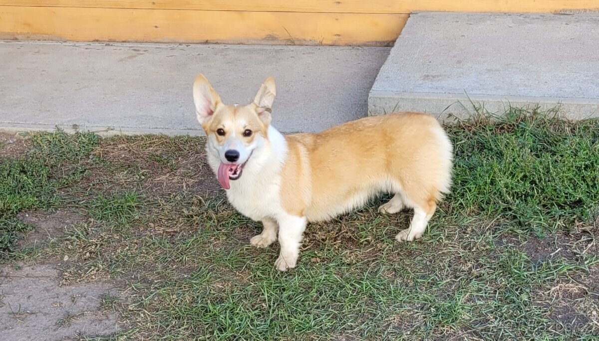 Welsh Corgi Pembroke s pp