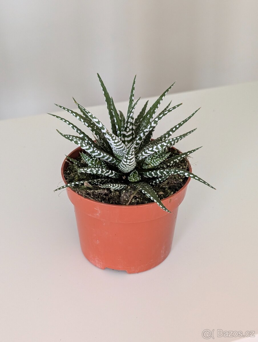 Haworthia fasciata big band