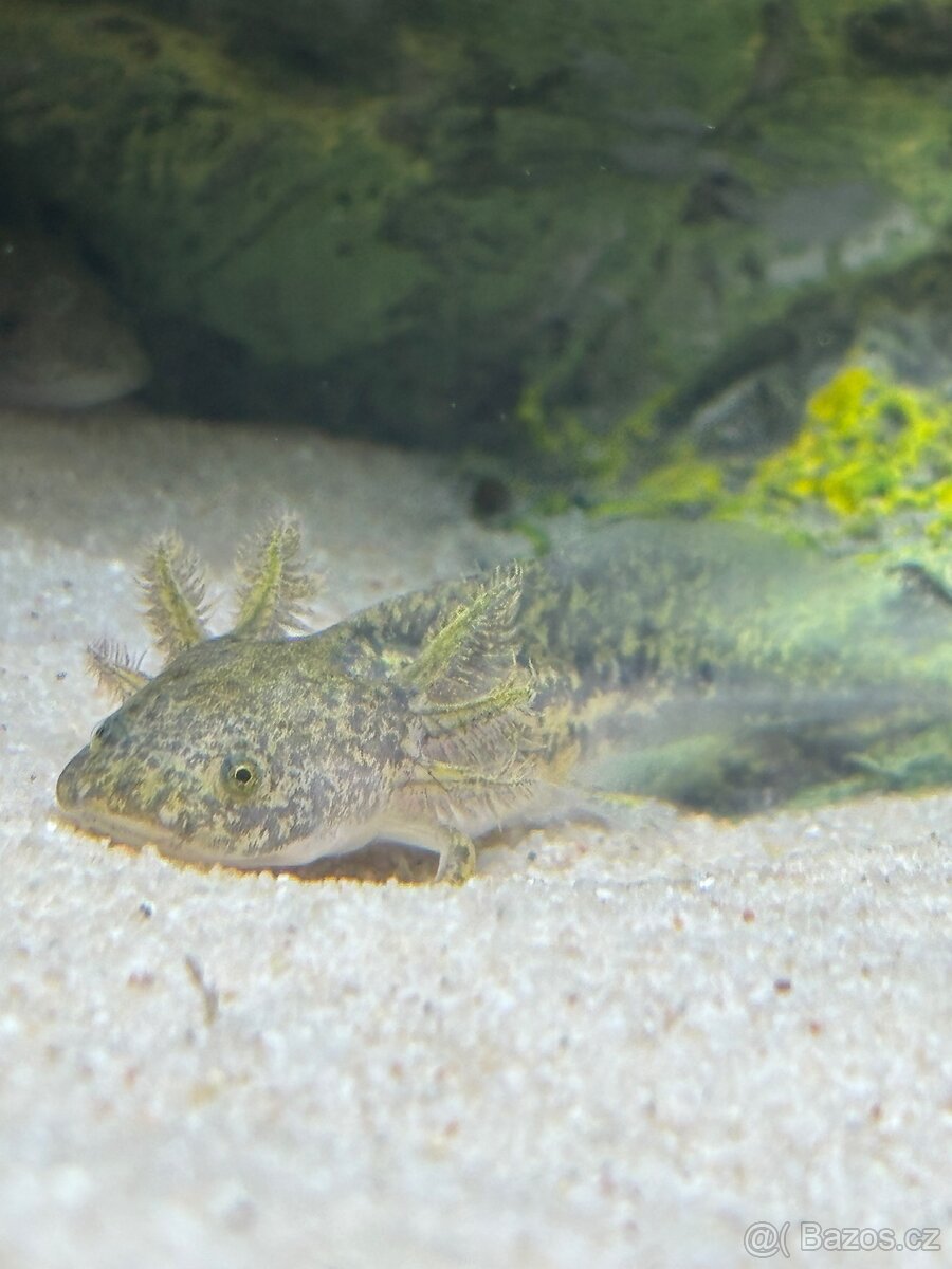 Axolotl mexický - mláďata