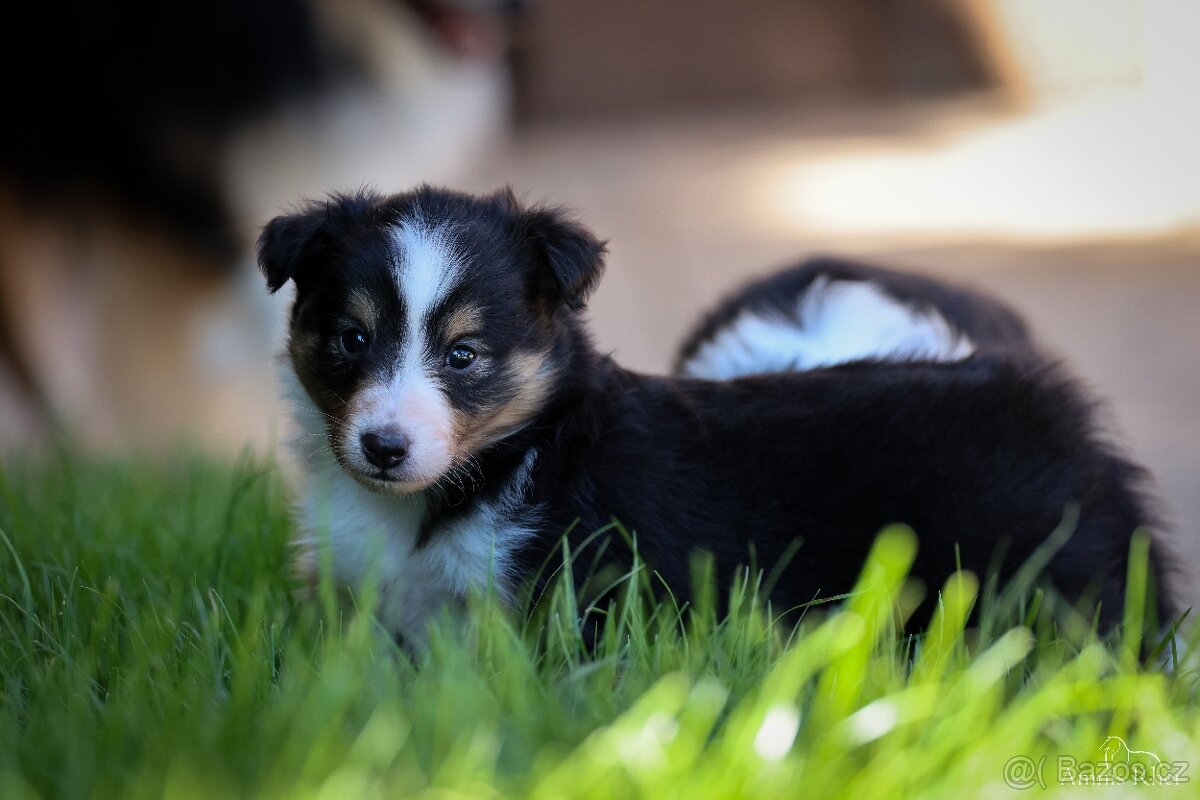 Šteniatka, štěňátka sheltie s PP