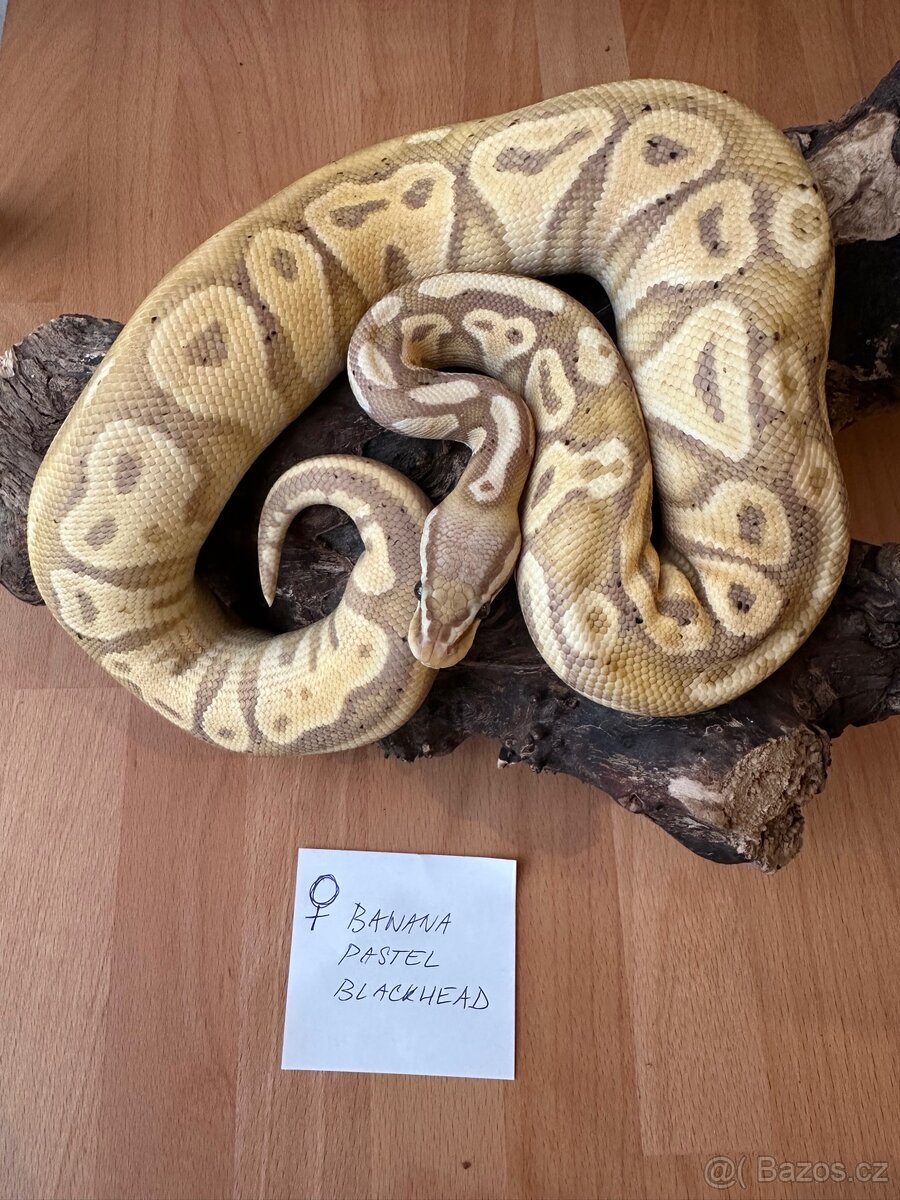 Sleva - Krajta královská - Python regius