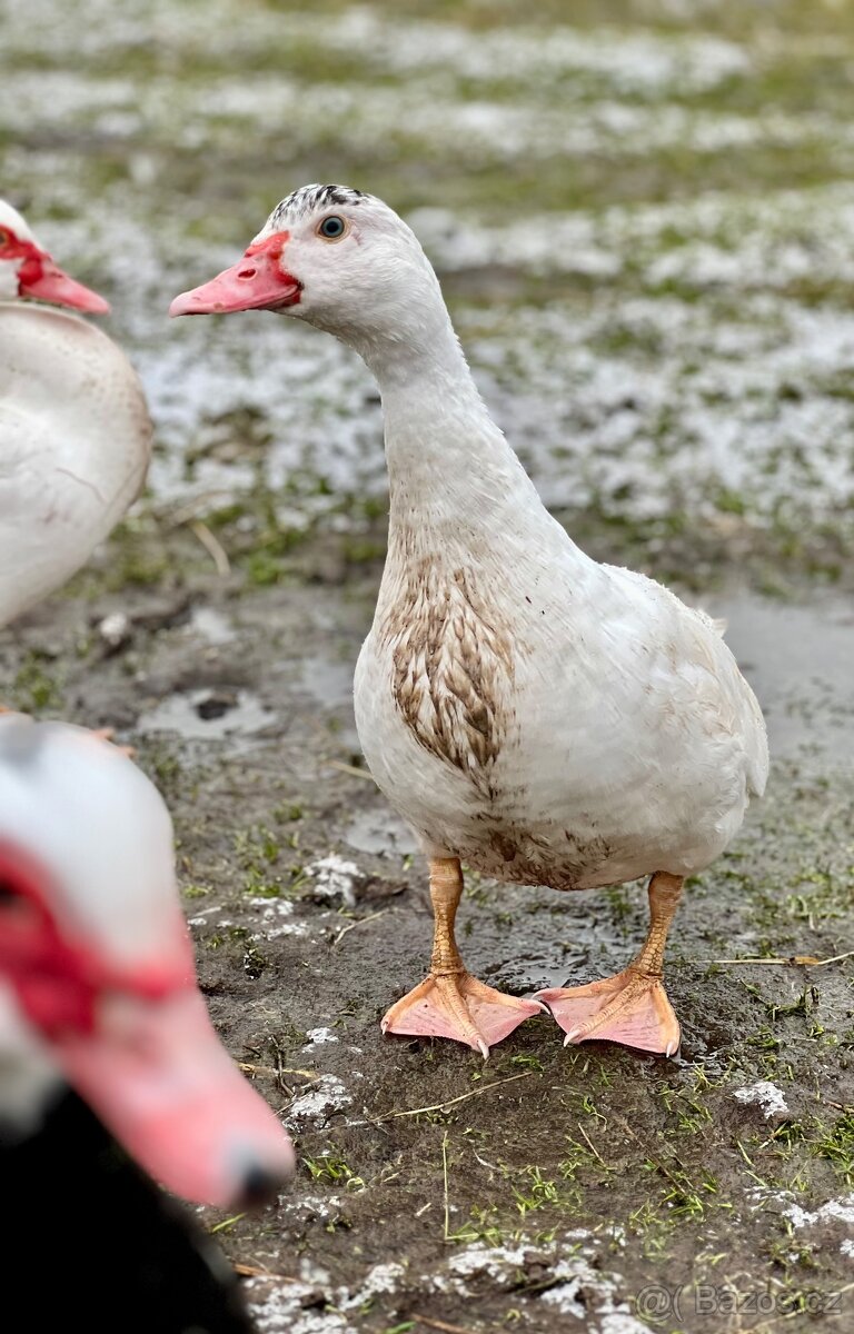 Kachny pižmové