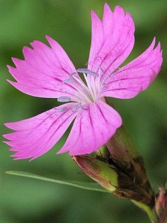 Hvozdík kartouzek - Dianthus carthusianorum 500 semen 50 Kč