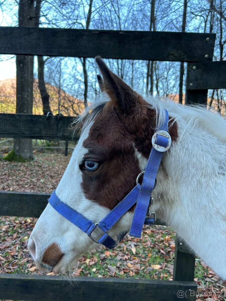 paint horse žrebček