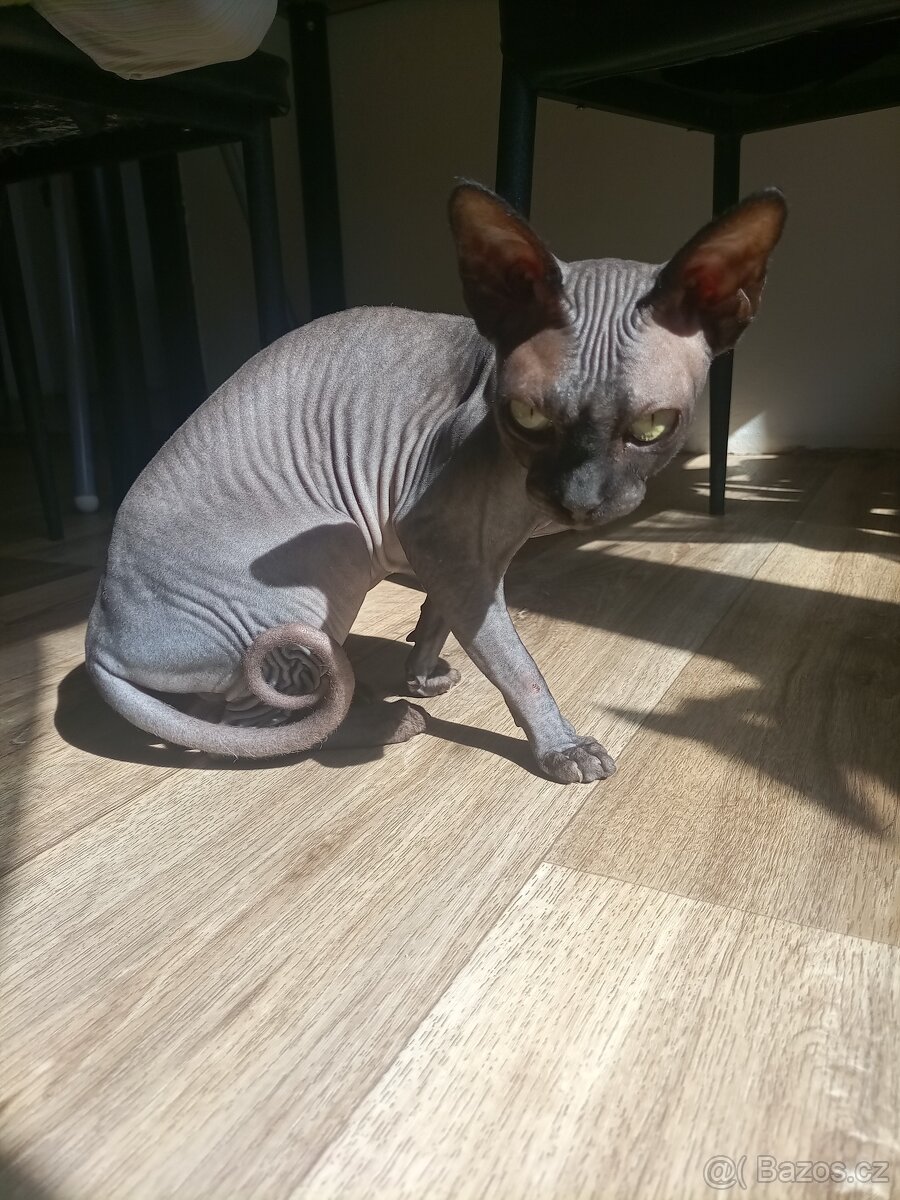 Sphynx