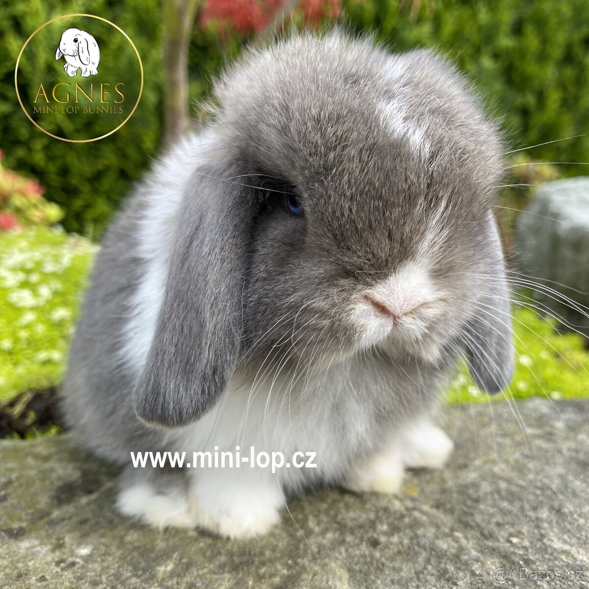 Minilop zakrslý králík