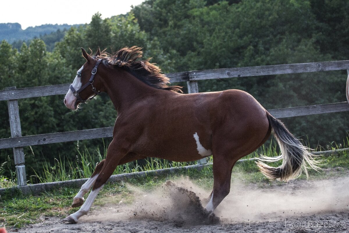 AQHA,  APHA  - Nová cena