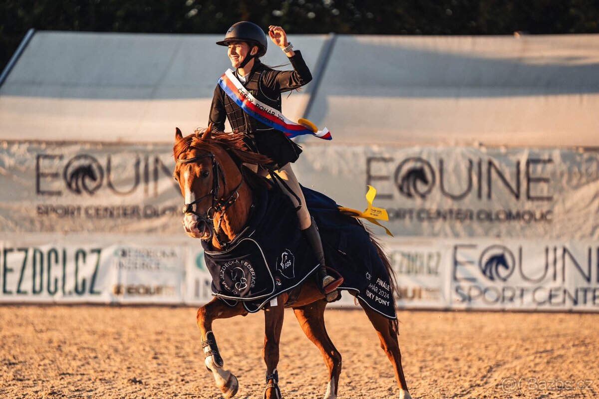 Sportovní pony plemenný hřebec Maon Šargoun kat.B