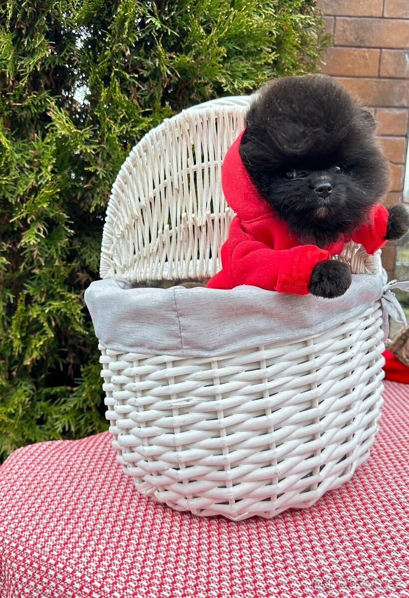 Pomeranian super mini stěně