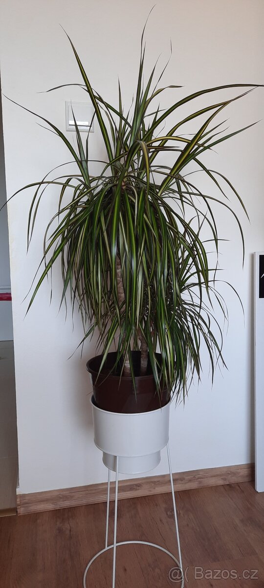 Dracena marginata tricolor, dva kmeny, 100 cm