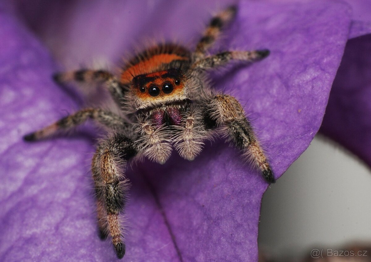 Phidippus regius Everglades