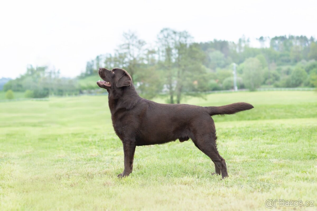 labradorský retriever s PP - krytí