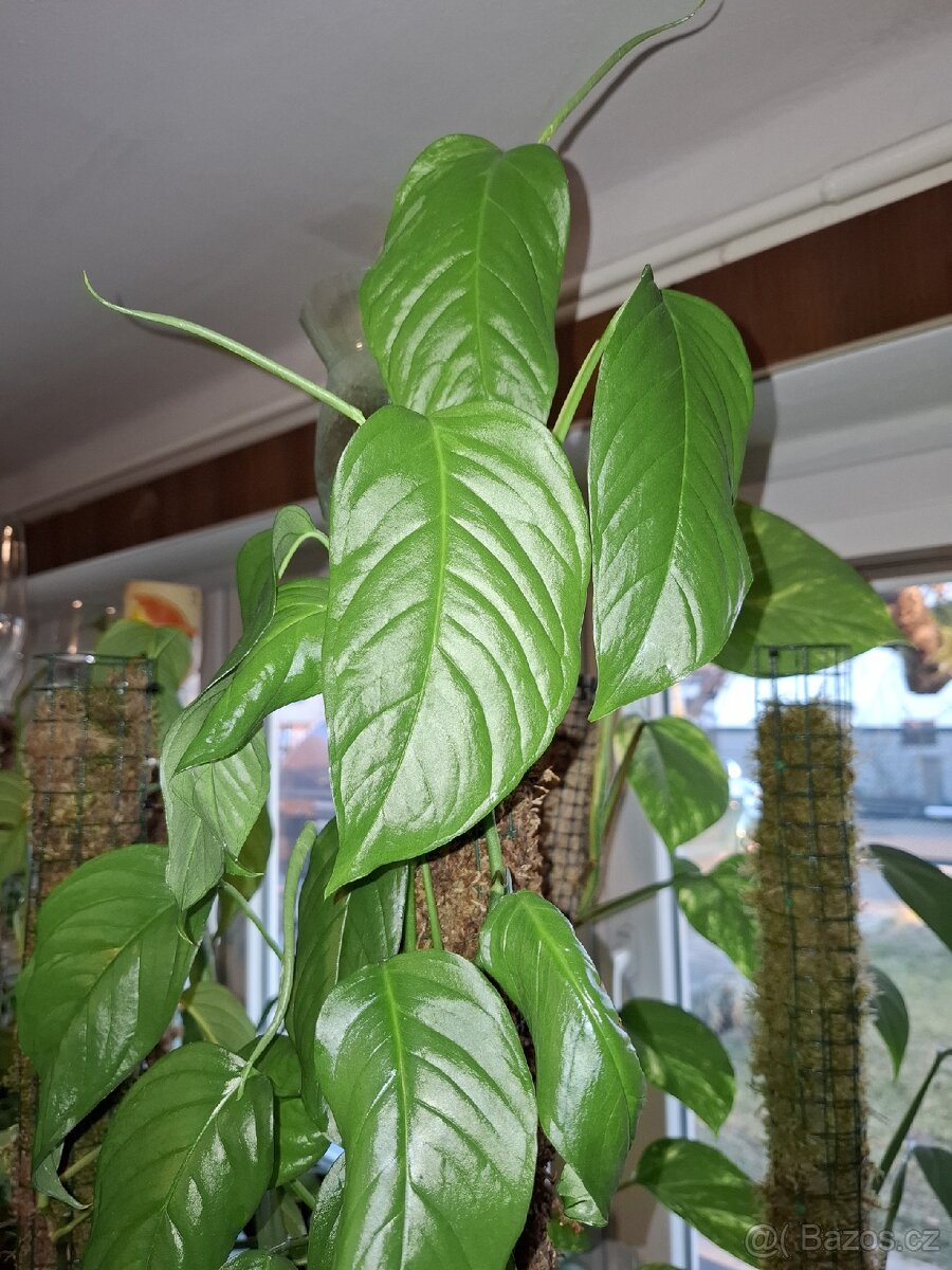 Monstera obliqua columbian