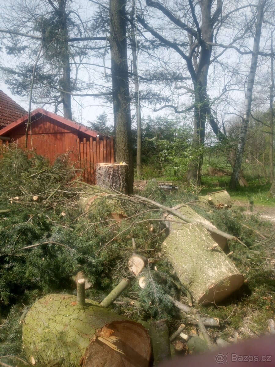 Kácení, prořez stromů a dřevin