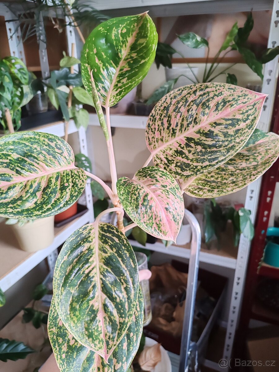 Aglaonema