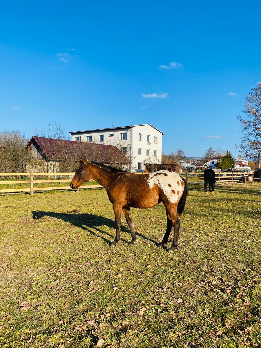 Krásný valach Appaloosa