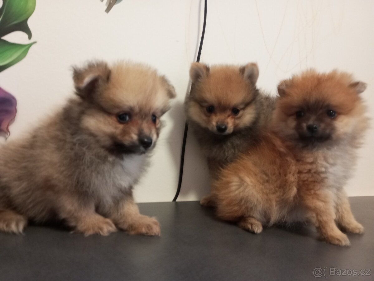 Pomeranian mini / špic oranžový