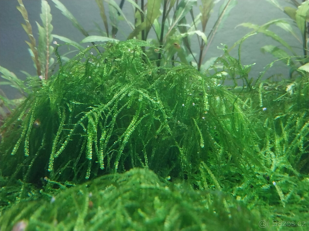 Akvarijní mech Java moss (Taxiphyllum barbieri)