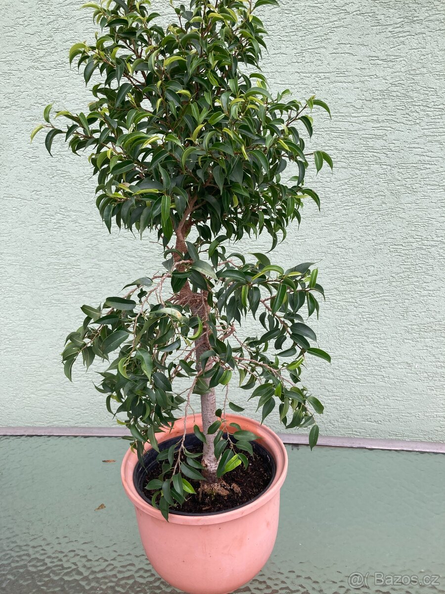 Ficus benjamina Natasja