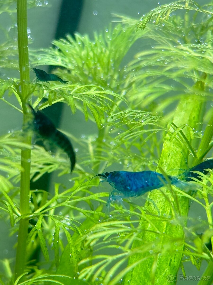 Neocaridina Blue Dream